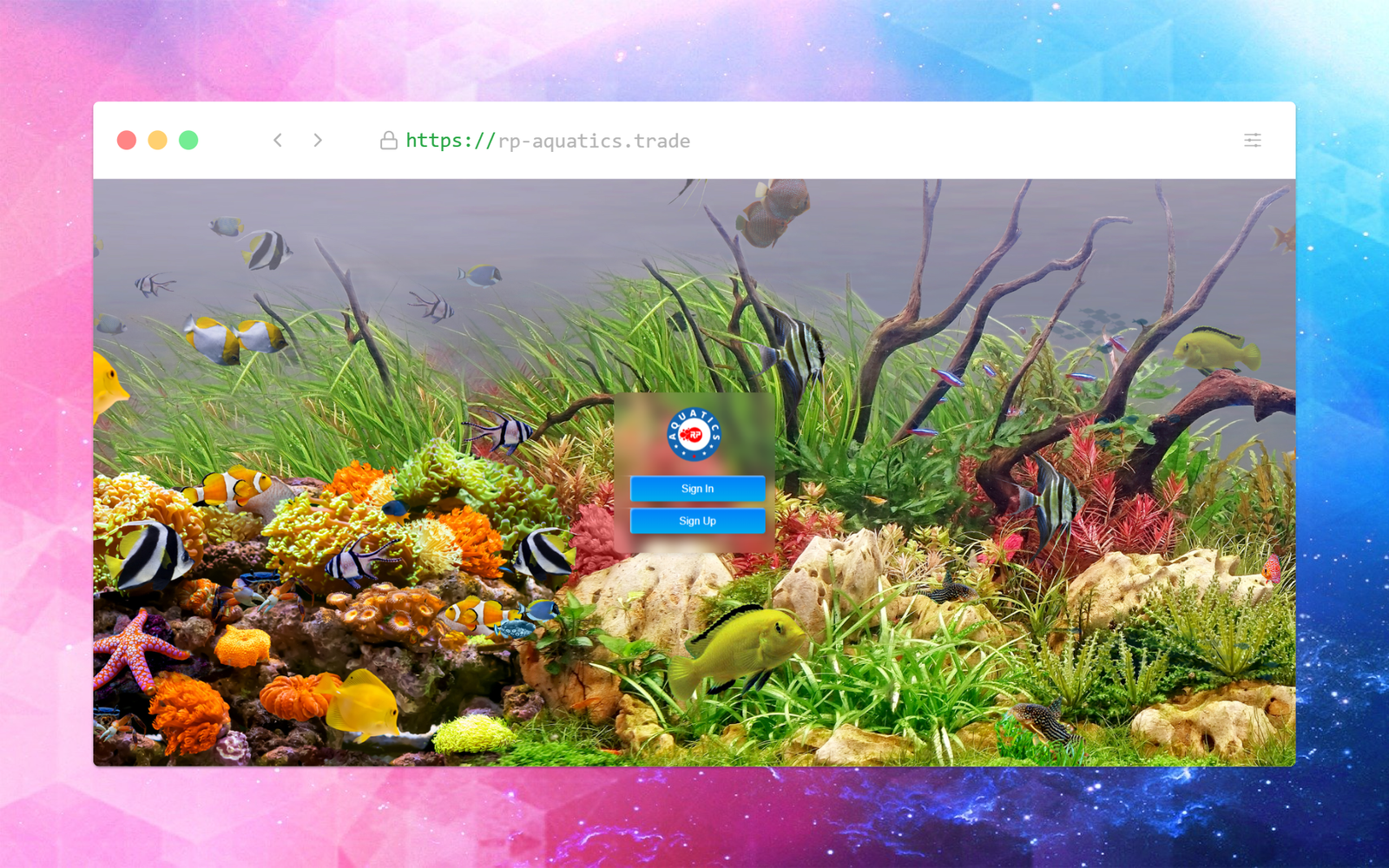 Web Design
